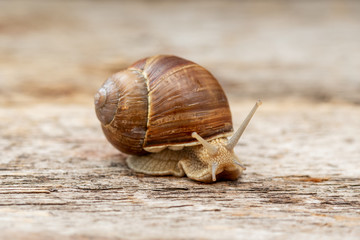 Grape snail sits on a wooden surface