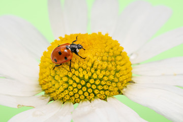 Ladybug sits on a large chamomile