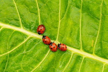 Ladybugs family on the green leaf