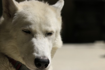 Close-Up Shot Of Husky Dog very cute