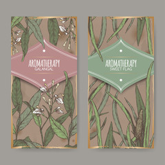 Two color labels with Acorus calamus or sweet flag and Alpinia galanga or greater galangal sketch on vintage background.