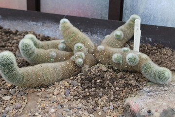 Kaktus