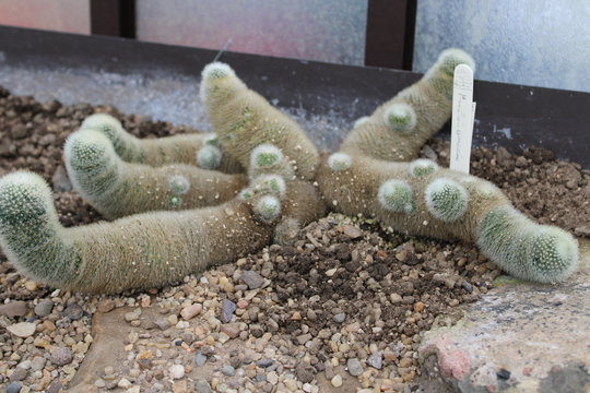 Kaktus