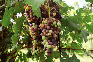 Beautiful grape cluster with green leaves, growing in vineyards.