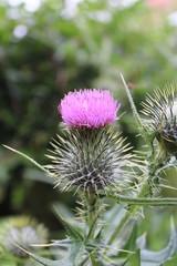 Schottische Distel