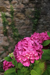 Obraz premium Blumen an der Mauer