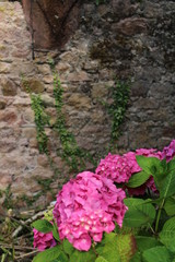 Blumen an der Mauer