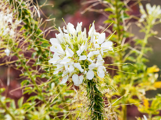 Fototapeta premium Gros plan sur tête de fleur araignée ou cléome épineux (Cleome spinosa)