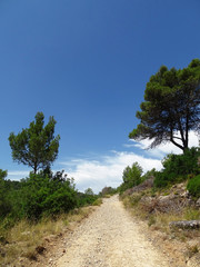 landscape with trees and blue sky