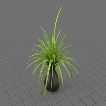 Plant in vase