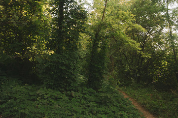 Obraz premium sunlight through trees