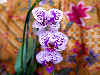 rametto i orchidea fiorita su sfondo multicolore