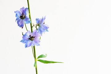 Obraz premium Branch of beautiful Delphinium, islated on white, with empty space for text, etc. Nice blue and purple colors on this toxic plant. Very decorative as a style object.