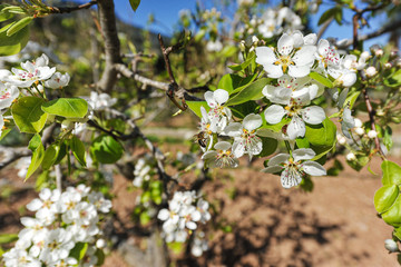 Mandelblüten