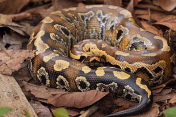 Sumatran blood python / Python brongersmai, commonly known as Brongersma's short-tailed python, or...