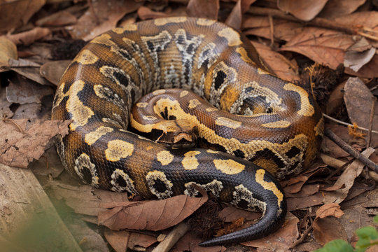 Sumatran blood python / Python brongersmai, commonly known as Brongersma's short-tailed python, or the red short-tailed python, a nonvenomous snake