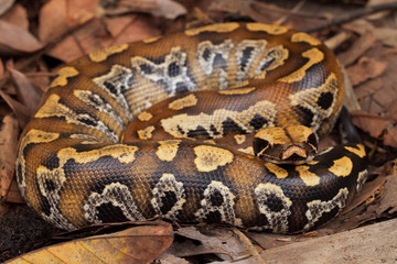 Sumatran blood python / Python brongersmai, commonly known as Brongersma's short-tailed python, or...