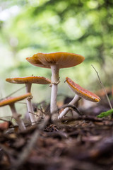 Fliegenpilze im Wald