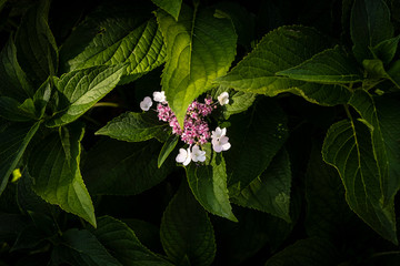 fiore
