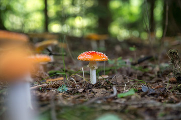 Fliegenpilze im Wald