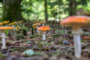 Fliegenpilze im Wald
