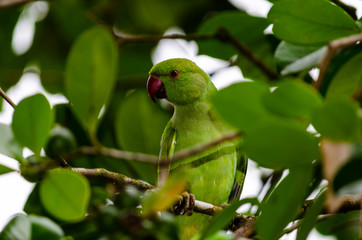 Wild parrot close up 