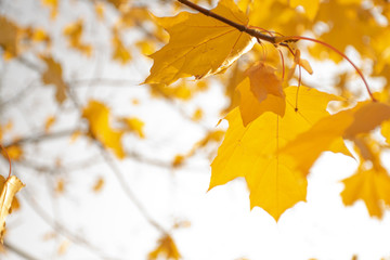 Yellowed maple leaves on a light sky background. Autumn mood. Calm and cool