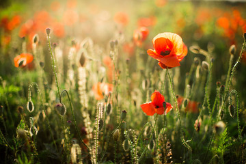 Poppy field close-up, blooming wild flowers in the setting sun. Red green background, blank, wallpaper with soft focus.