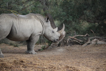 Obraz premium rhino au zoo