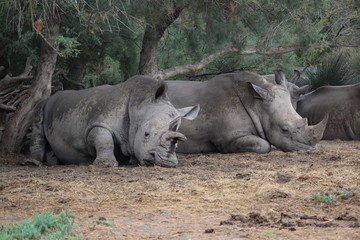 Naklejka premium rhino