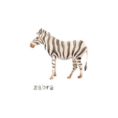 Fototapeta na wymiar Watercolor hand drawn sketch illustrations of African animals zebra with lettering zebra isolated on white