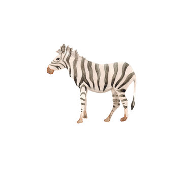 Watercolor hand drawn sketch illustrations of African animals zebra isolated on white