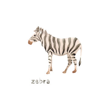 Watercolor hand drawn sketch illustrations of African animals zebra with lettering zebra isolated on white