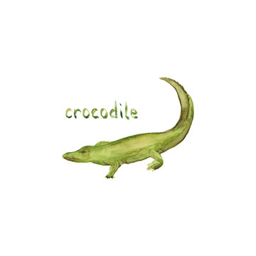 Watercolor hand drawn sketch illustrations of African crocodile with lettering crocodile isolated on white