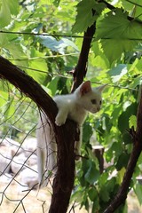 White cat in a tree