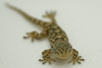 Gecko reptile face and eyes macro details, animal skin and blur background 