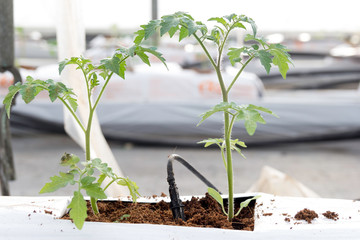 Plántulas de tomate en cultivo en sustrato de fibra de coco