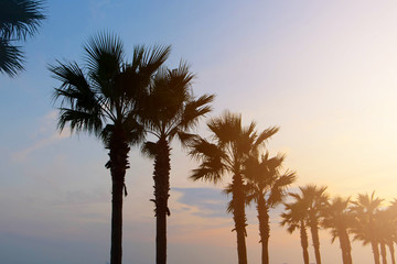 A line of Palm Trees on the Florida beach coast