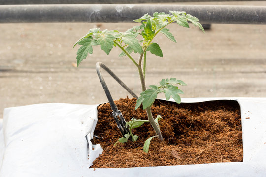 Pl&aacute;ntula de tomate en cultivo en sustrato de fibra de coco