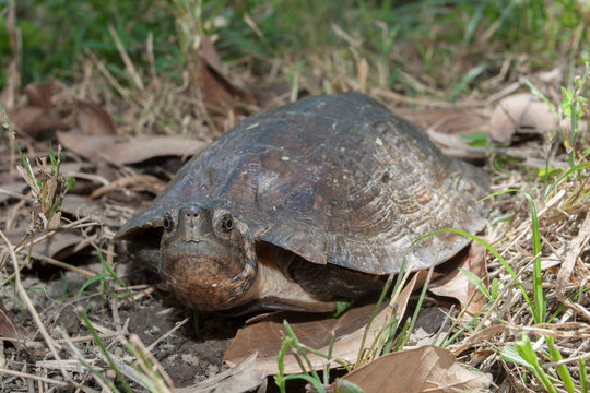 Asian leaf turtle (Cyclemys dentata)