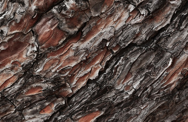 tree bark texture
