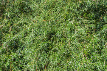 Coniferous tree of fresh greens. Green background.