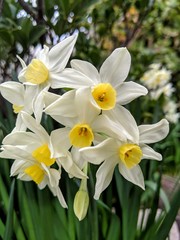 Jonquil