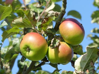 Malus domestica Annie Elizabeth. A late-season, heavy-cropping, culinary apple with a sweet, light flavour and white flesh which keeps its shape when cooked.