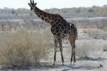 Namibia 2019 - Etosha N.P.  (Giraffa)