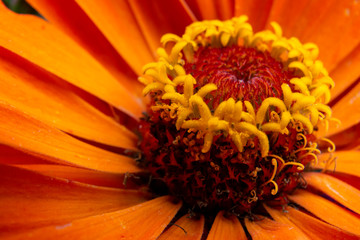 Red flower isolated. Macro orange flower. Close up.