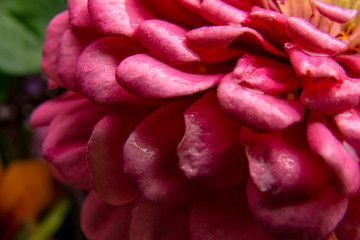 Closeup petals and pollen of beautiful flower (Chrysanthemum). Pink flower background