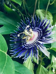 Passiflora flower