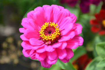 Purple cynia in the garden, closeup