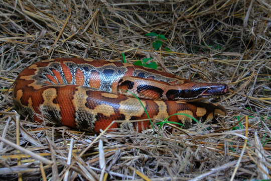 Sumatran Red Blood Python / Python curtus brongersmai